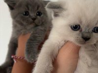 45 günlük teslime hazır british shorthair yavrular