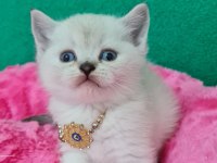 Bluepoint British Shorthair