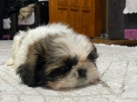 yavru şitsu köpeği