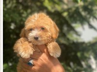Güzel Maltipoo bebekler yeni yuvalarını arıyor