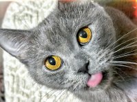 British shorthair cinsi kedimi sahiplendirmek istiyorum