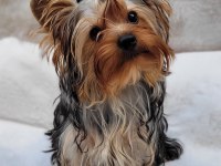 Mini yorki yavrular