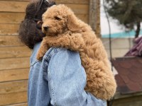 Dev Poodle Yavrularımız Yeni Ailelerini Bekliyor