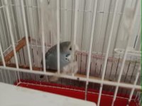Show Jumbo Kırması Muhabbet Kuşu