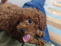 Toy poodle kore