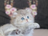 Safkan British Longhair Yavru Kediler