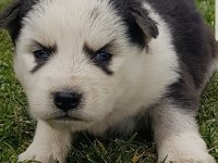 Maviş gözlü Safkan Husky minikler