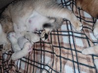 British Shorthair Golden Dişiler