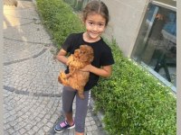 2 Aylık Toy Poodle