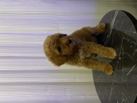 TOY POODLE BEBEKLER YENİ AİLESİNİ ARAMAKTA