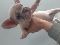 French bulldog erkek