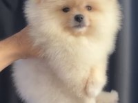 Krem Renkli Pomeranian Yavru