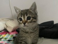 3 aylık dişi tekir kedimiz
