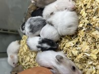 BEBEK YAVRU VE YETİŞKİN SURİYE -GONZELES HAMSTERLAR