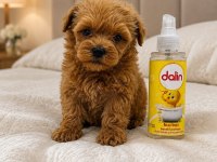 Teacup Dişi Maltipoo 