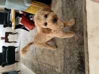 Yedi aylık toy poodle