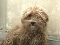 5 aylık dişi poodle günü gelen aşıları yapıldı