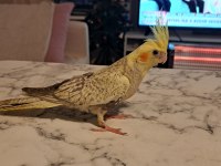 45 günlük sultan papağanı yavrusu