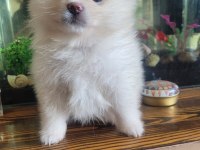 Ayı surat pomeranian bebekler