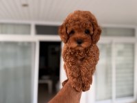 Mersin Toy Poodle Orjinal Yavrular