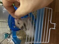 Suriye hamster yavrularımı ücretsiz sahiplendiriyorum