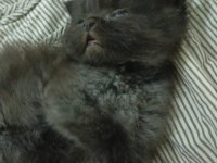 Scottish fold longhair kedi Bir buçuk aylık