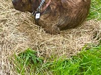 Cane corso brindle (havlamaz ve koruma eğitimli)