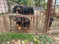 Doberman köpekler gönderim var