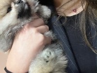 Show kalite tea cup pomeranian boo yavrularımız