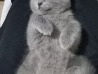 2 buçuk aylık british shorthair dişi tuvalet eğitimi var