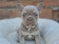 Prens ve prenses french bulldog köpekler