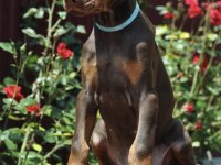 Kızıl doberman sevenlere