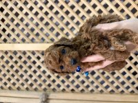 MÜKEMMEL GÜZELLİKTE TEACUP POODLE YAVRULAR