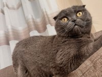 Scottish Fold Alanya İçi Sadece