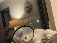 British shorthair x yerli tekir