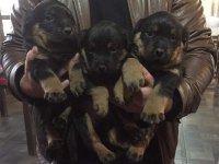orjınal yavrular rezervde rottweiler