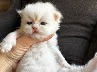 British longhair shorthair yavrular