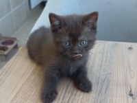 British shorthair yavrulara sıcak yuva