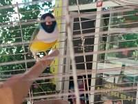 Golden finch gökkuşağı ispinozu