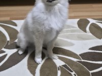 4 Aylık Erkek Yavru Spitz Sahiplendirilecektir