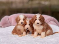 Show kalite giant (Dev) poodle yavrular