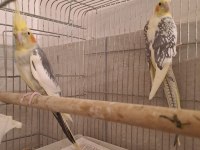 Damızlık pied çift sultan papağanı