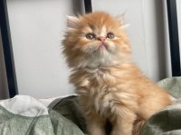 Şahane Güzellik Show Kalite British Longhair