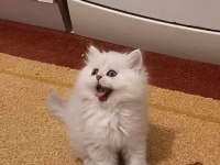 British Longhair