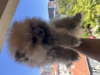 Pomeranian Boo köpeği