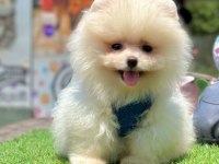Sevimli Pomeranian Boo Yavrularımız