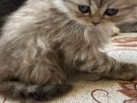 British longhair bebişler