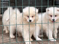 KIF/FCI ŞECERELİ EN İYİ KALİTE SAMOYED BEBEKLER