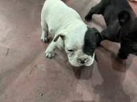 Köpeklerimiz sütten kesildiler mama yiyorlar