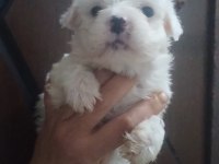 Sevimli bebek maltese